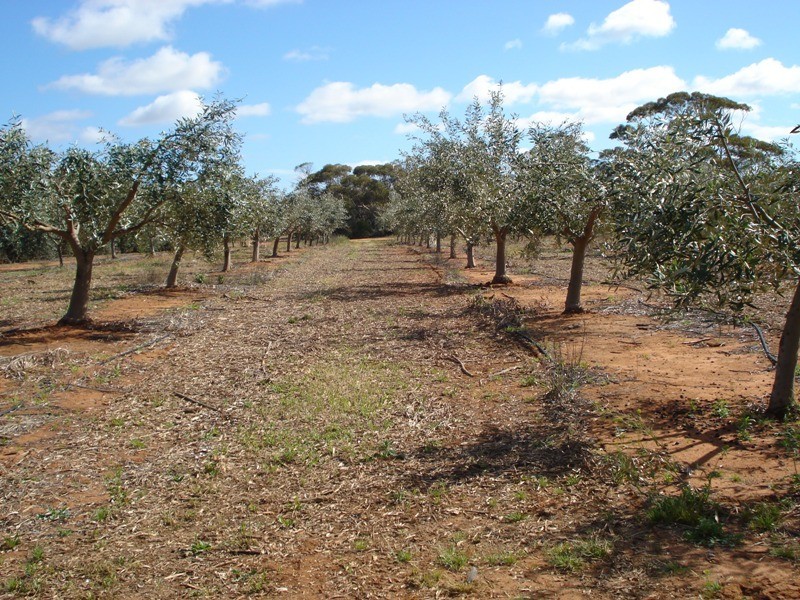 78 Benlow Road, Waikerie SA 5330