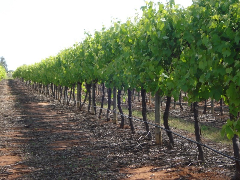 78 Benlow Road, Waikerie SA 5330