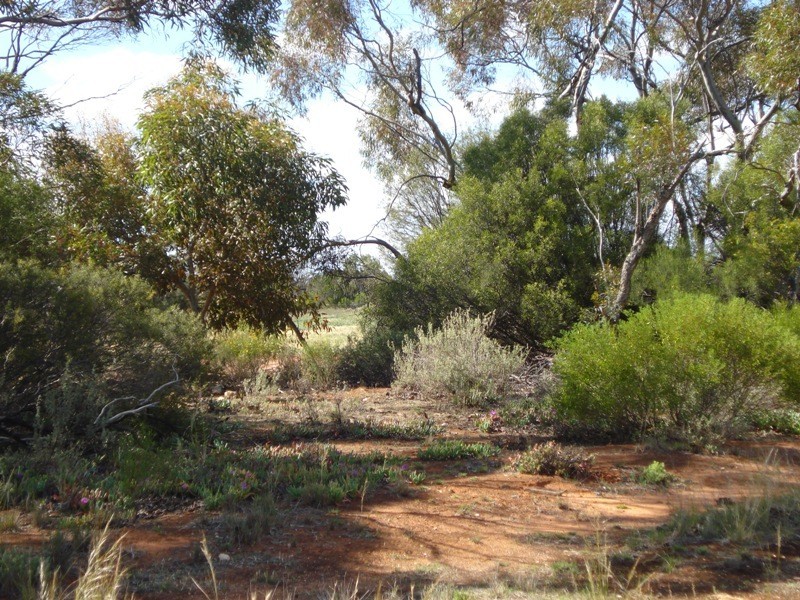 78 Benlow Road, Waikerie SA 5330