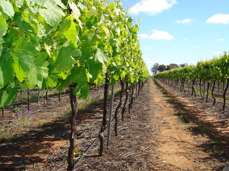 78 Benlow Road, Waikerie SA 5330