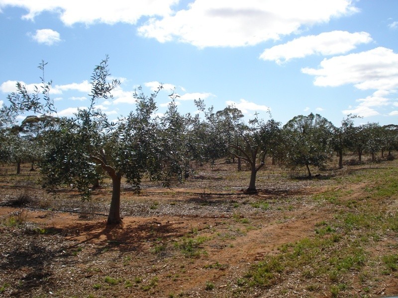 78 Benlow Road, Waikerie SA 5330
