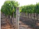 78 Benlow Road, Waikerie SA 5330