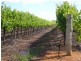 78 Benlow Road, Waikerie SA 5330