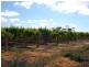 78 Benlow Road, Waikerie SA 5330