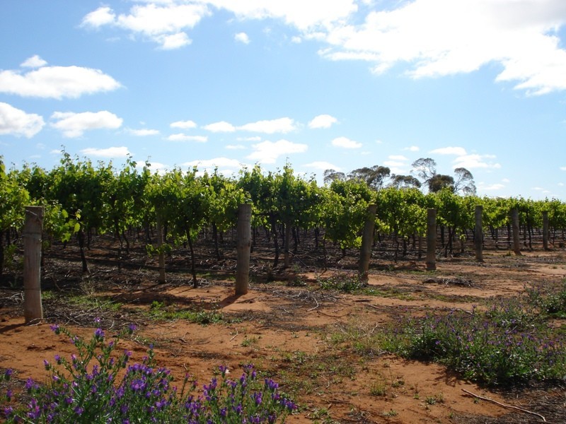 78 Benlow Road, Waikerie SA 5330