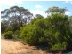 78 Benlow Road, Waikerie SA 5330
