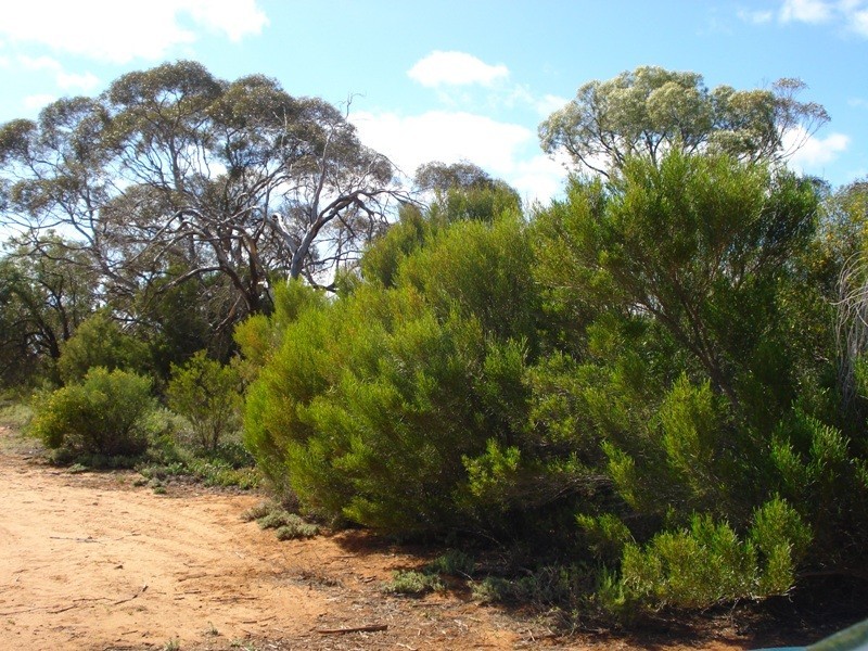 78 Benlow Road, Waikerie SA 5330