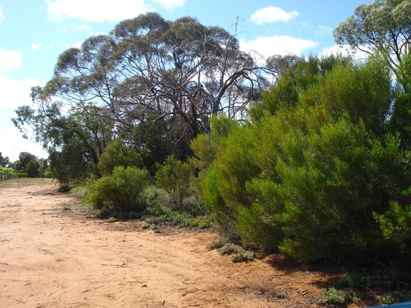 78 Benlow Road, Waikerie SA 5330