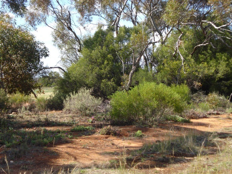 78 Benlow Road, Waikerie SA 5330