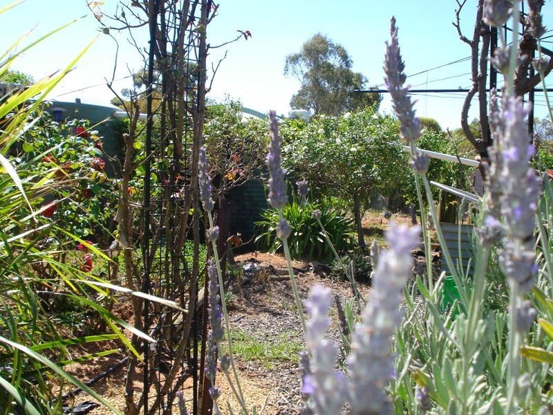 93 Pope Road, Waikerie SA 5330