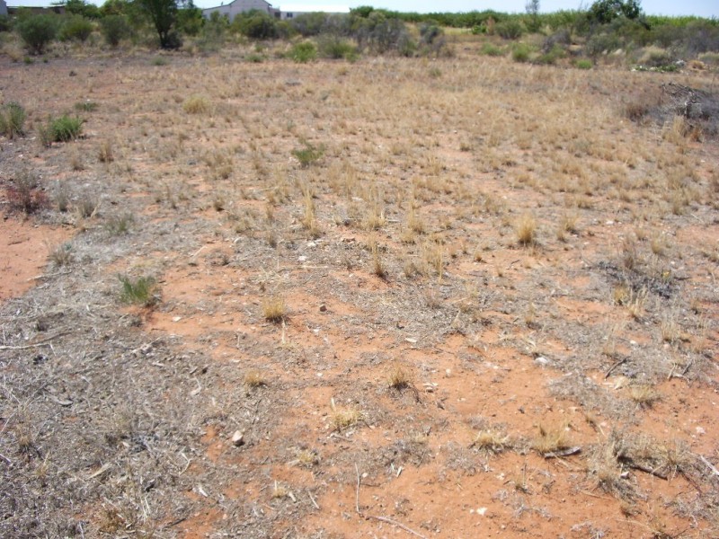 93 Pope Road, Waikerie SA 5330