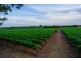 - Derrick Road, Loxton SA 5333