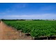 - Derrick Road, Loxton SA 5333