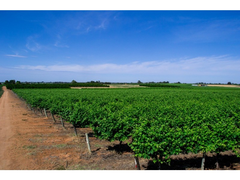 - Derrick Road, Loxton SA 5333