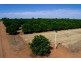 - Derrick Road, Loxton SA 5333