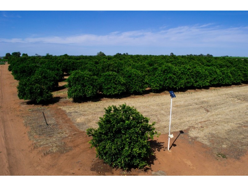 - Derrick Road, Loxton SA 5333