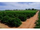 - Derrick Road, Loxton SA 5333