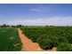 - Derrick Road, Loxton SA 5333