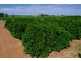 - Derrick Road, Loxton SA 5333