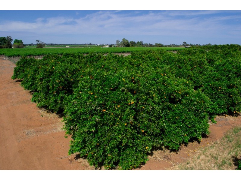 - Derrick Road, Loxton SA 5333