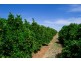 - Derrick Road, Loxton SA 5333