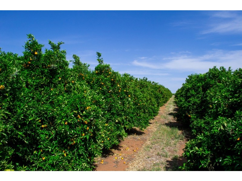 - Derrick Road, Loxton SA 5333