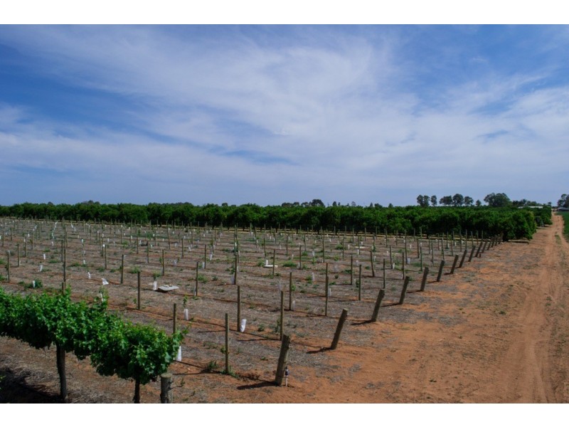 - Derrick Road, Loxton SA 5333