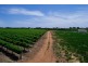 - Derrick Road, Loxton SA 5333