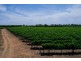 - Derrick Road, Loxton SA 5333