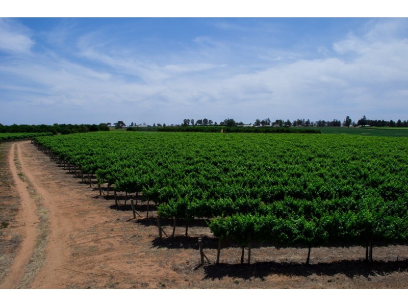 - Derrick Road, Loxton SA 5333