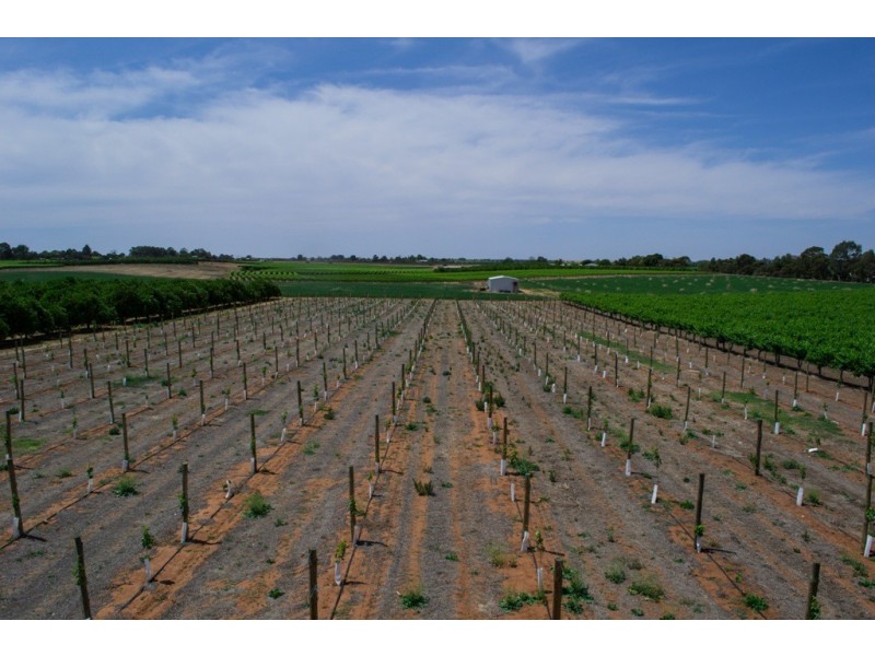 - Derrick Road, Loxton SA 5333