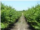 - Derrick Road, Loxton SA 5333