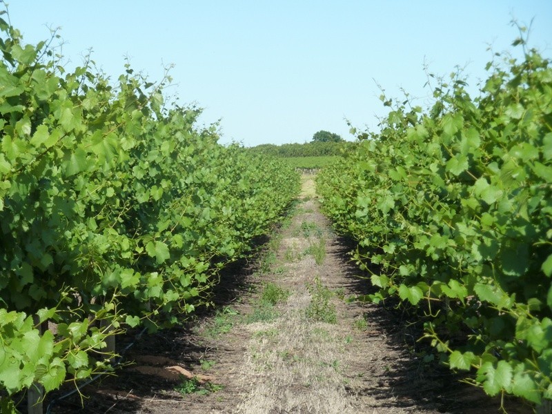 - Derrick Road, Loxton SA 5333