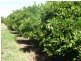 - Derrick Road, Loxton SA 5333