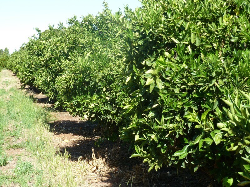 - Derrick Road, Loxton SA 5333