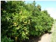 - Derrick Road, Loxton SA 5333