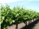 - Derrick Road, Loxton SA 5333