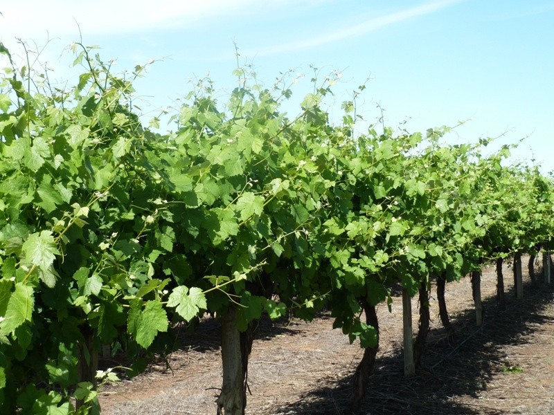 - Derrick Road, Loxton SA 5333