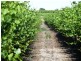 - Derrick Road, Loxton SA 5333