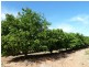 - Derrick Road, Loxton SA 5333