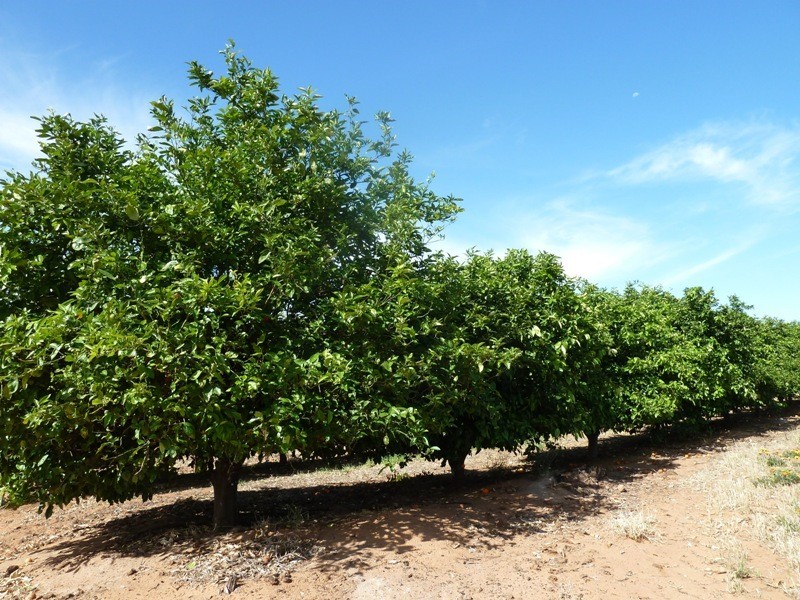- Derrick Road, Loxton SA 5333
