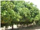 - Derrick Road, Loxton SA 5333