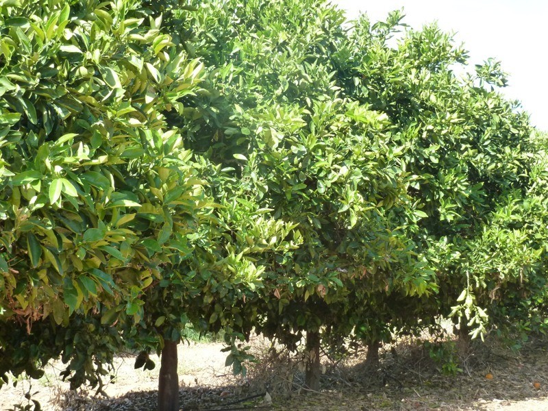 - Derrick Road, Loxton SA 5333