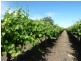 - Derrick Road, Loxton SA 5333