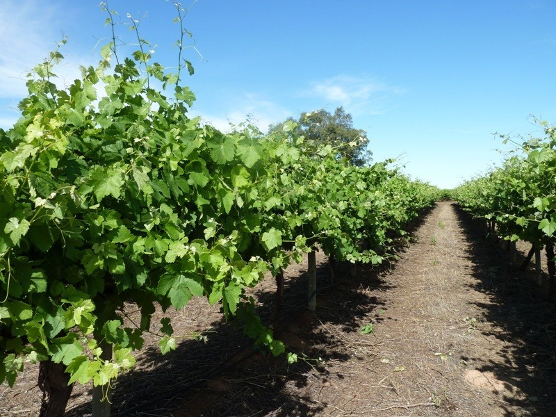 - Derrick Road, Loxton SA 5333