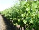 - Derrick Road, Loxton SA 5333