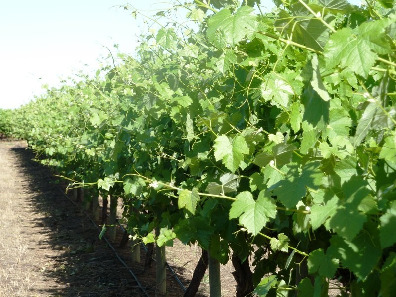 - Derrick Road, Loxton SA 5333