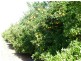 - Derrick Road, Loxton SA 5333