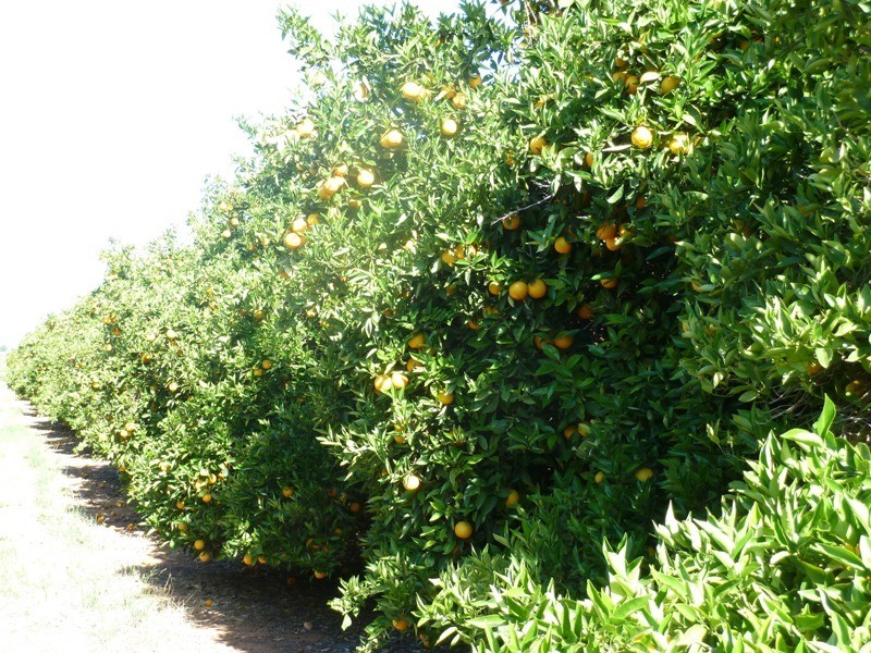 - Derrick Road, Loxton SA 5333