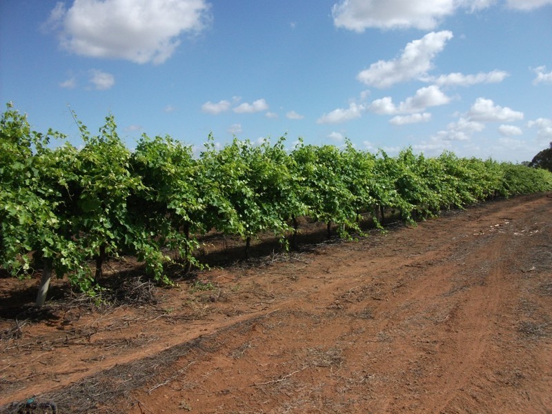 Section 241 Elephant Trunk Road, Cobdogla SA 5346